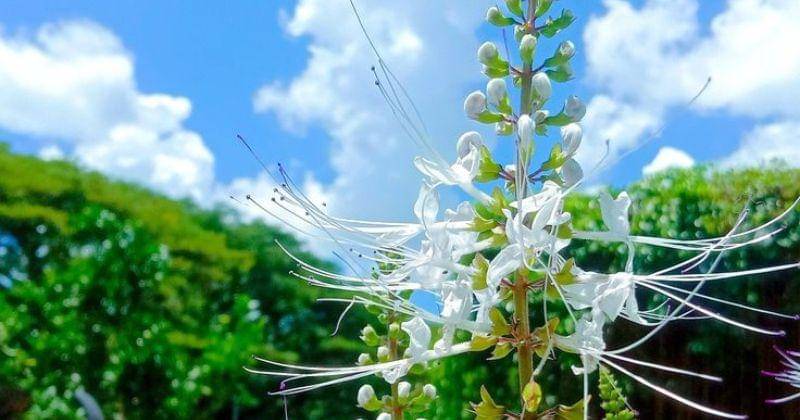 Pinterest.com/Nebula